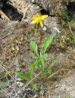 Northern Arnica thumbnail 3