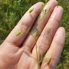 Lentil Vetch thumbnail 3