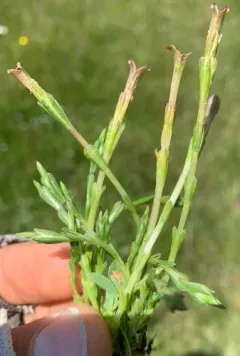 Fremont's gentian thumbnail 2