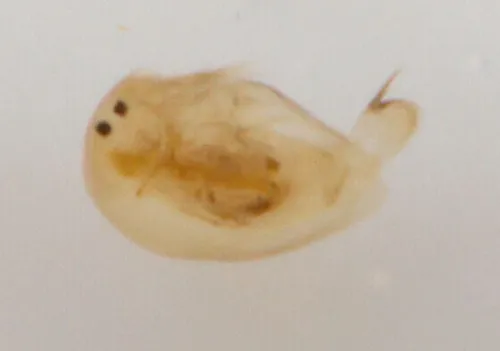 Brownstriped Beaked Waterflea