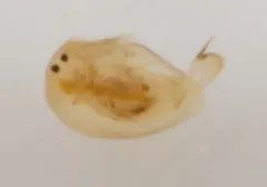 Brownstriped Beaked Waterflea thumbnail 1