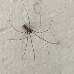Opilion-like Cellar Spider thumbnail 4