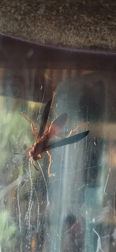 Fine-backed Red Paper Wasp