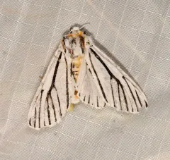 Clio Tiger Moth thumbnail 2