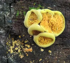 Pseudomerulius curtisii thumbnail 2