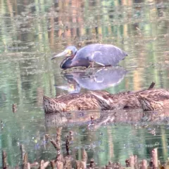 Tricolored Heron thumbnail 3