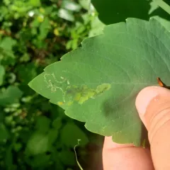 Jewelweed Leaf-miner Fly thumbnail 4