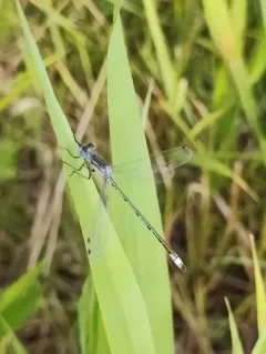 Southern Spreadwing thumbnail 2