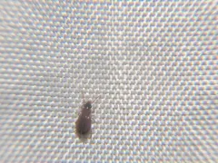Perigona nigriceps thumbnail 4