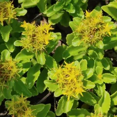 yellow stonecrop thumbnail 3