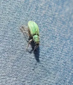 Pachyrhinus elegans thumbnail 2