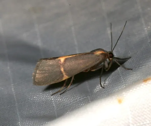 Barnes' Lichen Moth
