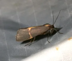 Barnes' Lichen Moth thumbnail 1