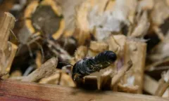 Megachile rugifrons thumbnail 3