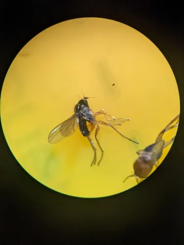 Chrysotus tarsalis