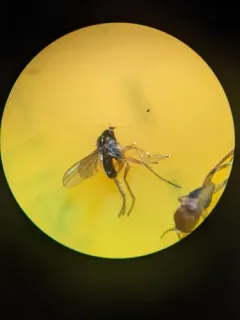 Chrysotus tarsalis thumbnail 1