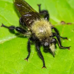 Black-tailed Laphria thumbnail 2