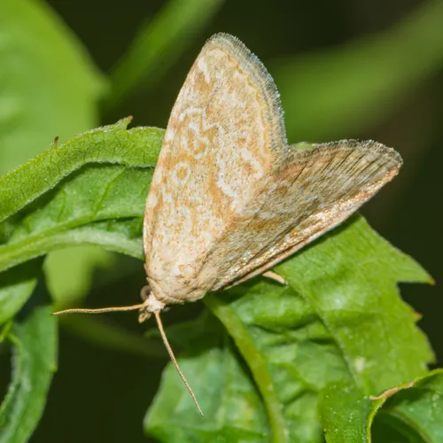 Pale Glyph