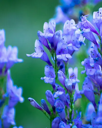 Venus Penstemon