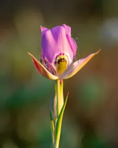 broadfruit mariposa lily thumbnail 4