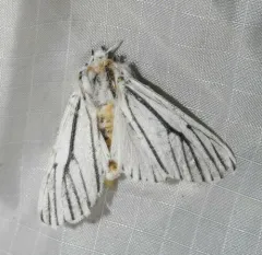 Clio Tiger Moth thumbnail 4