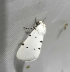 Grotella septempunctata thumbnail 2