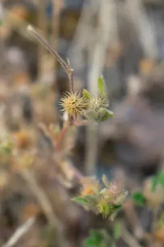 little bur-clover thumbnail 2