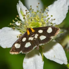 White-spotted Sable thumbnail 4