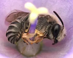 Short-horned Cellophane Bee thumbnail 1