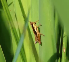 Olive-green Swamp Grasshopper thumbnail 2