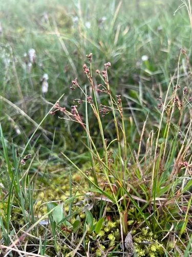 Wahlenberg's Woodrush