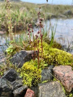 Leafy Saxifrage thumbnail 3