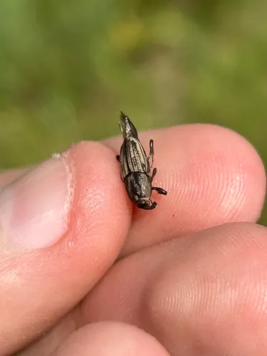 Sphenophorus rectus
