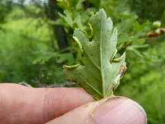 Phyllocoptes goniothorax thumbnail 2