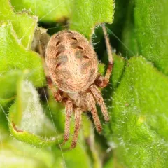 Spotted Orbweaver thumbnail 4