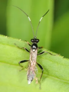 Asthenolabus scutellatus thumbnail 4