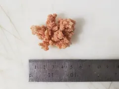 Hedge Carnation Coral thumbnail 3