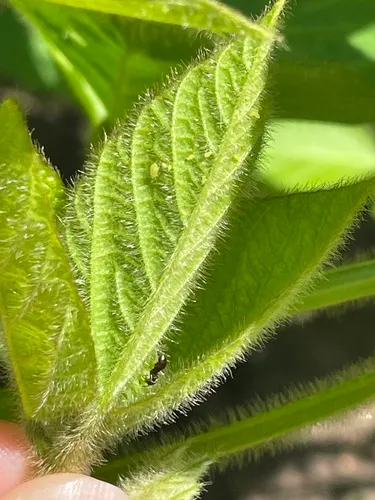 Soybean Aphid