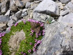 Alberta Fritillary thumbnail 4
