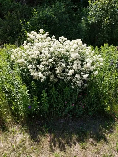 Erect Clematis