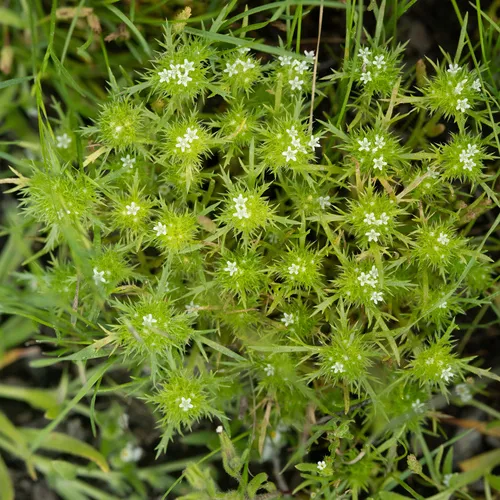 whitehead navarretia