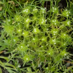 whitehead navarretia thumbnail 1