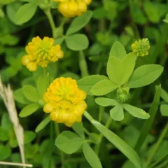 large hop clover thumbnail 2