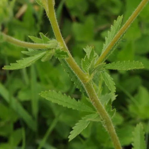 sulphur cinquefoil