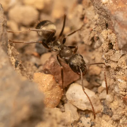 Formica sibylla