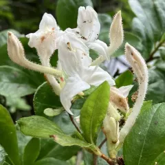swamp azalea thumbnail 4