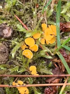 Lachnum pygmaeum thumbnail 3