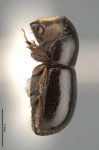 Pitted Ambrosia Beetle