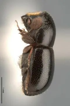 Pitted Ambrosia Beetle thumbnail 1