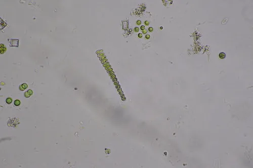 Scenedesmus ellipticus
